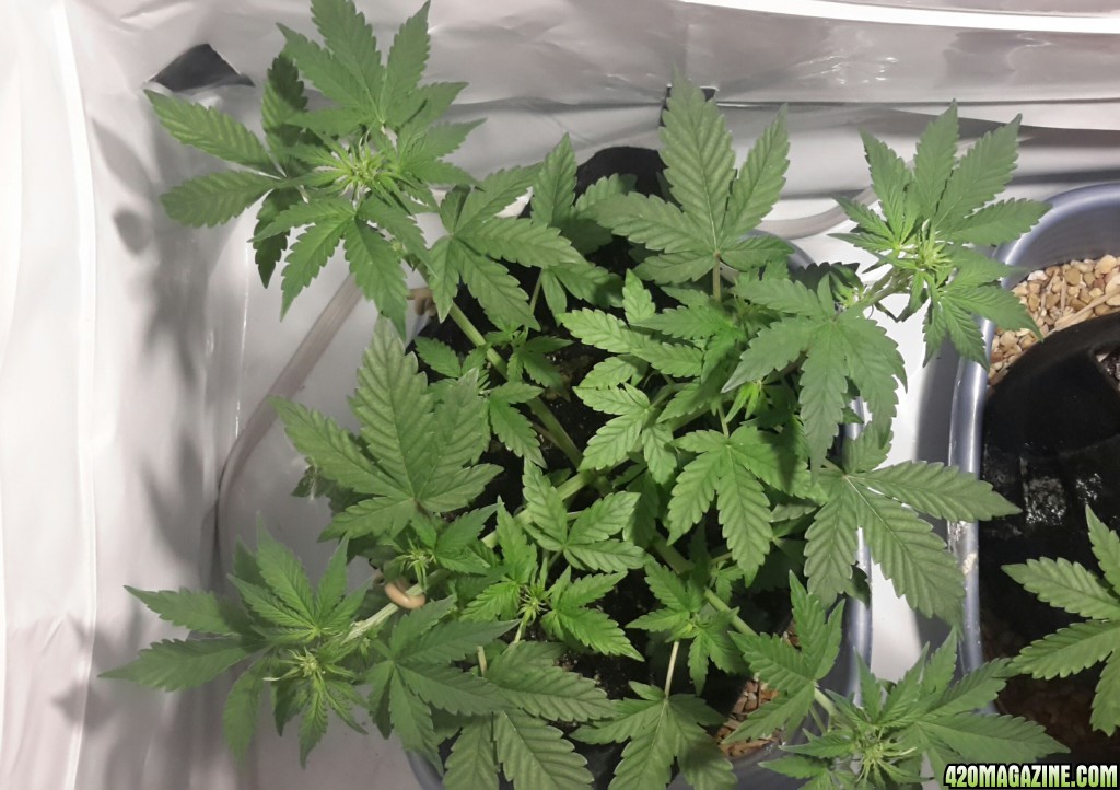 Dark Devil Auto (1) - Day 25