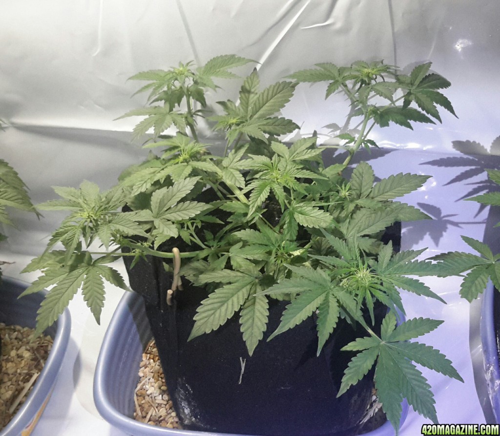 Dark Devil Auto (1) - Day 27