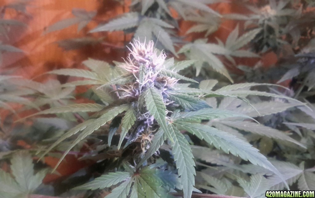 Dark Devil Auto (1) - Day 44