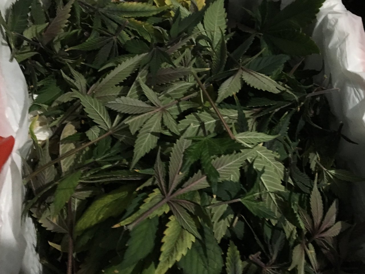 Dark Devil Auto 1 leaves