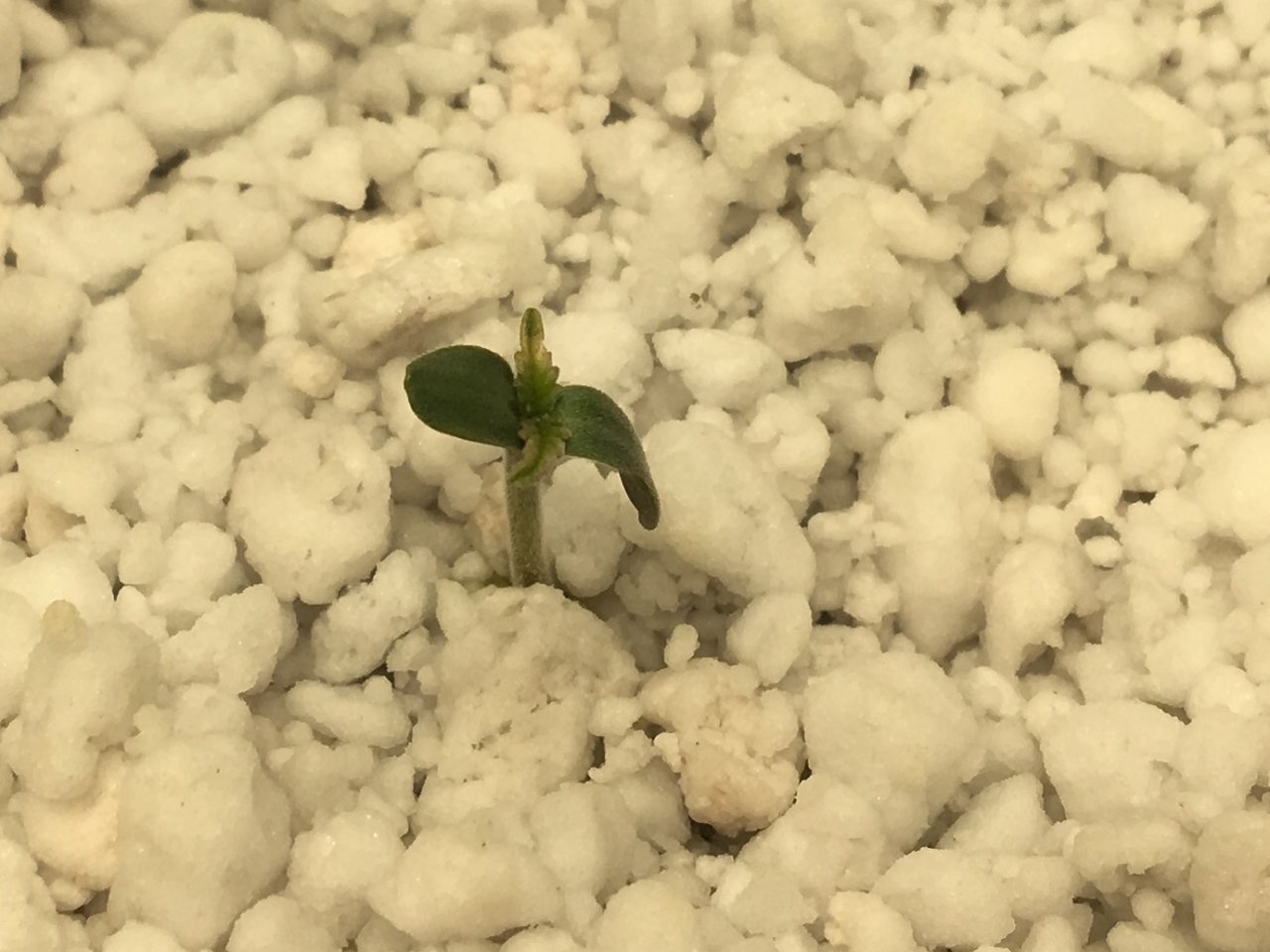 Dark Devil Auto 10 (Day 2)