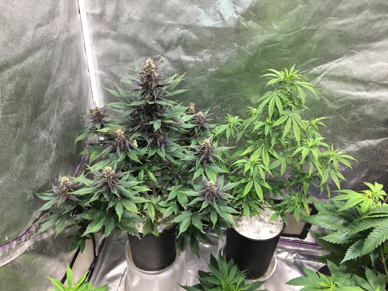 Dark Devil Auto 10 (Day 62), Carnival 6.1 (Day 35)