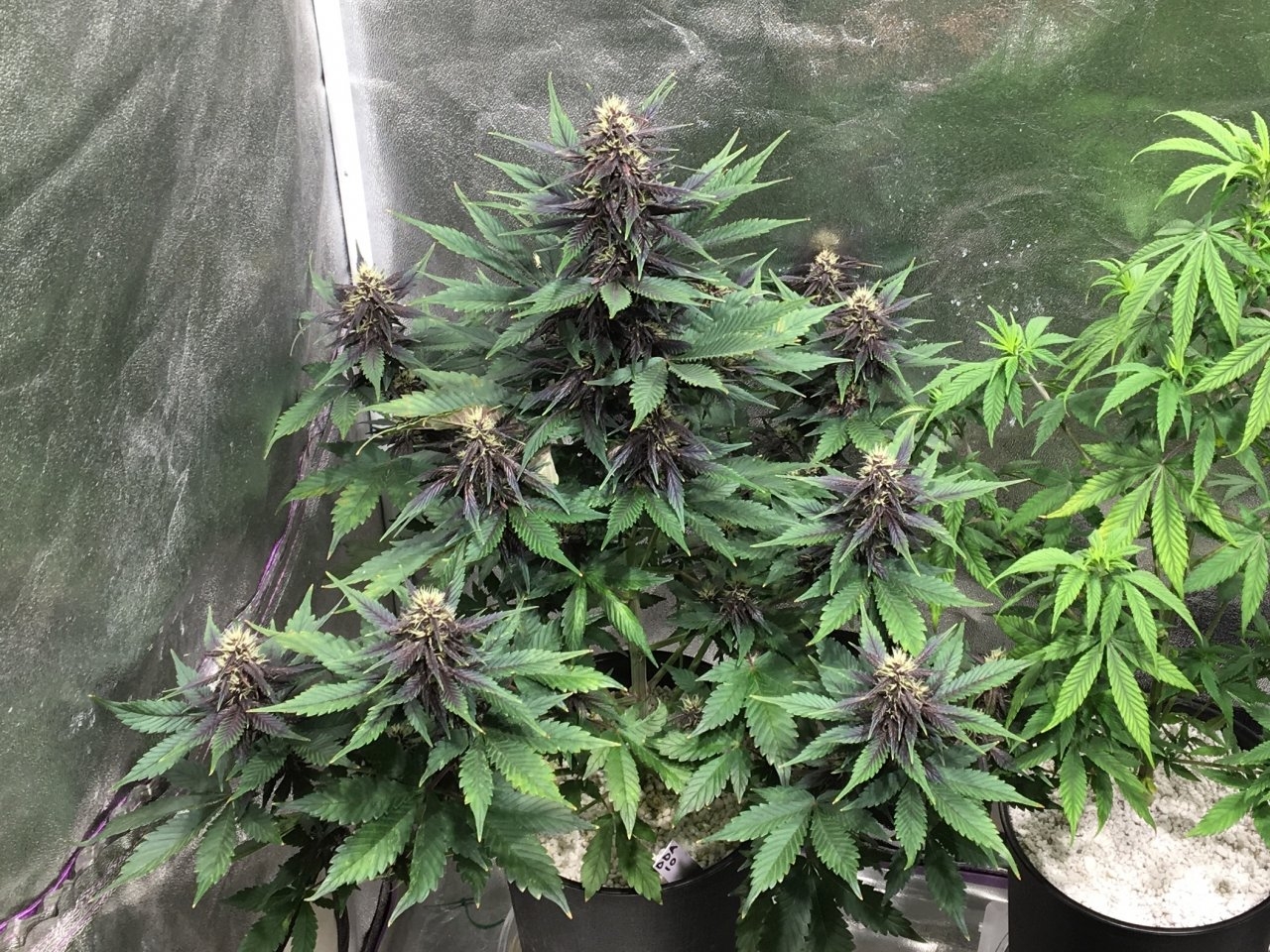 Dark Devil Auto 10 (Day 62)