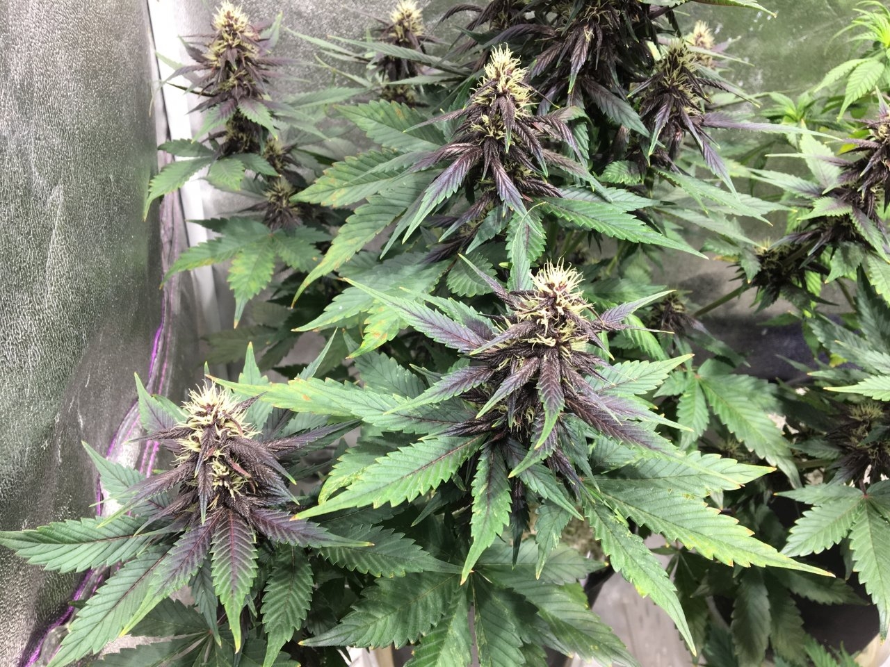 Dark Devil Auto 10 (Day 62)