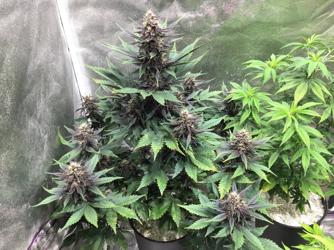 Dark Devil Auto 10 (Day 65)