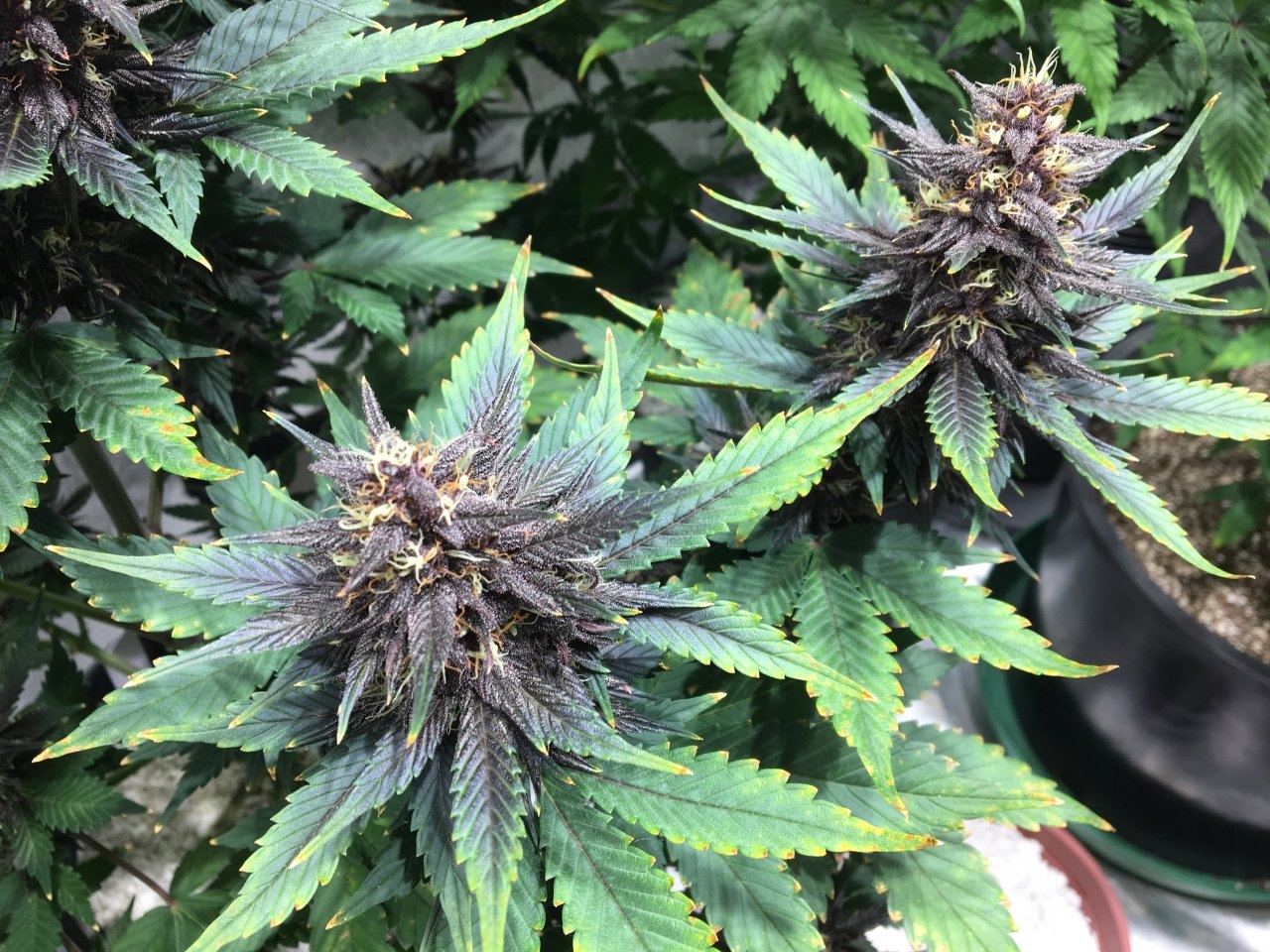 Dark Devil Auto 10 (Day 72)