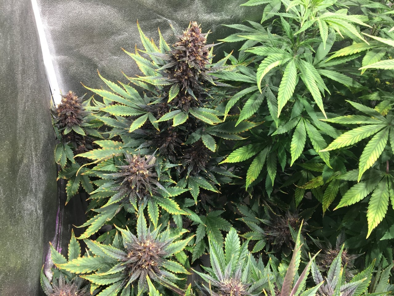 Dark Devil Auto 10 (Day 84)