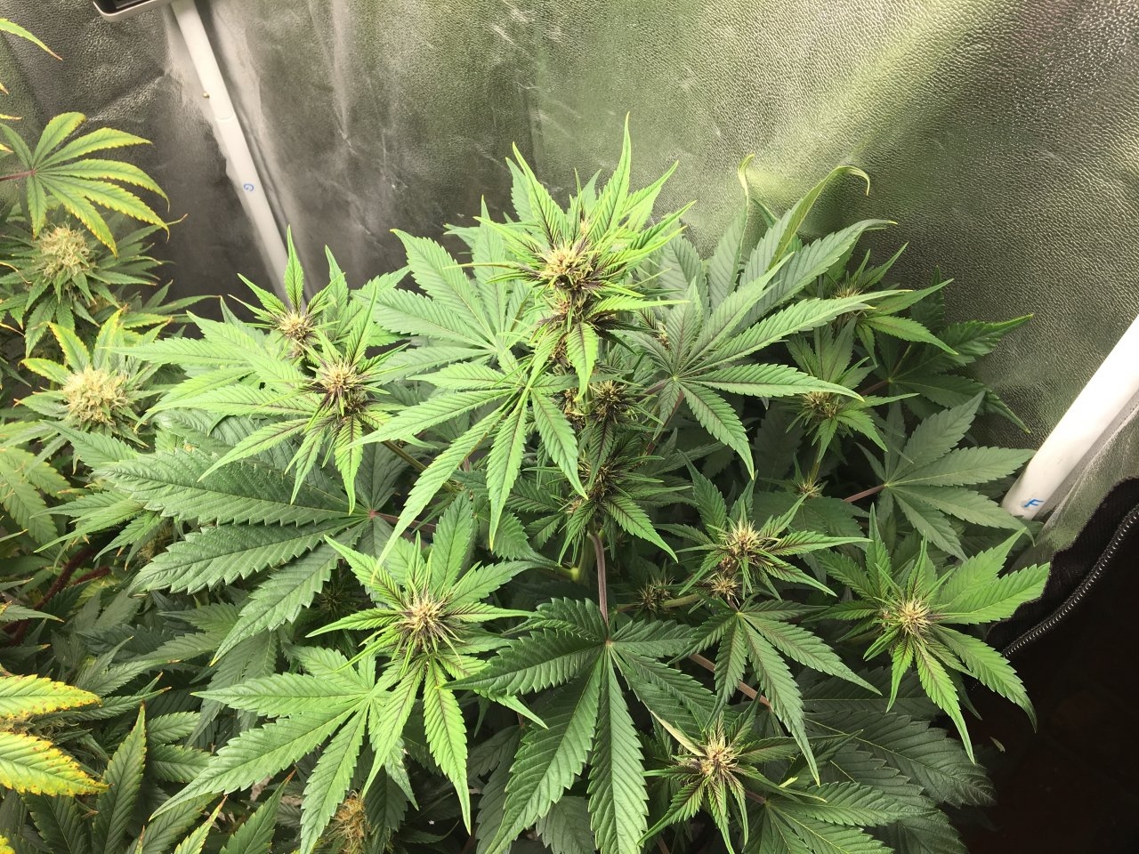 Dark Devil Auto 11 (Day 61)