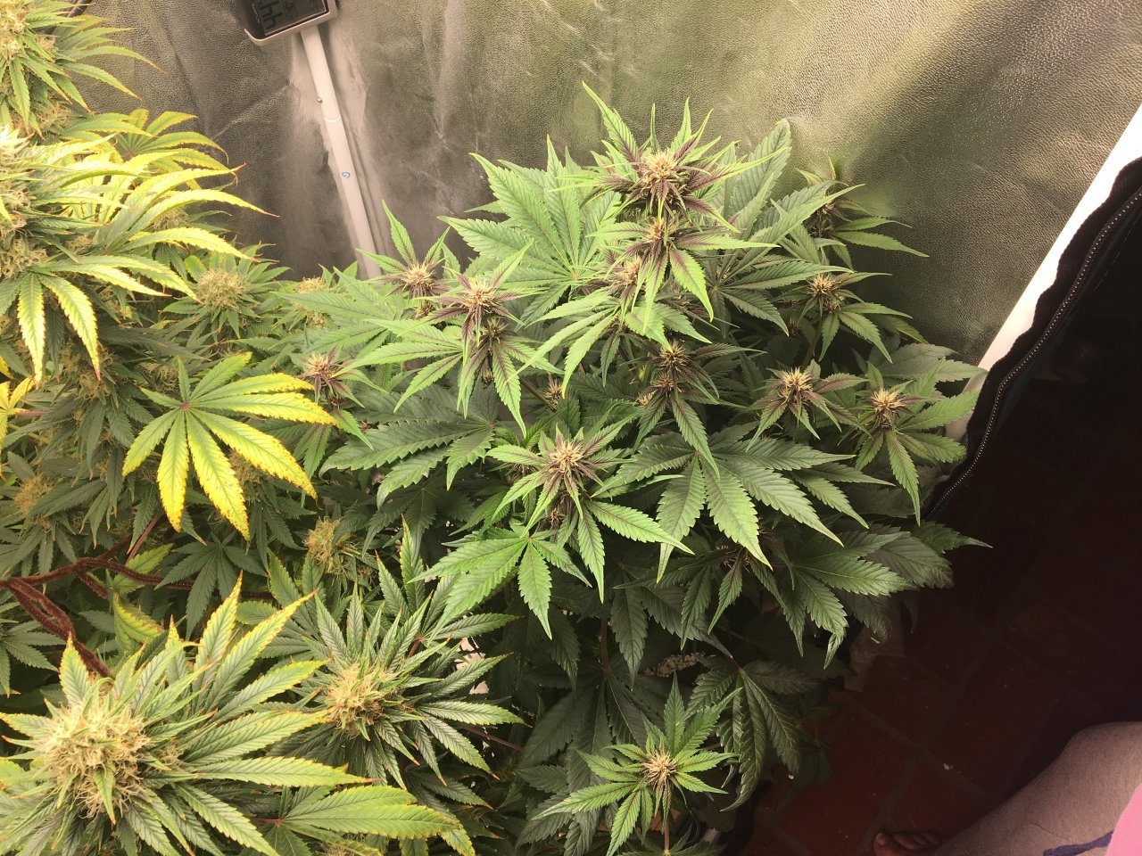 Dark Devil Auto 11 (Day 63)