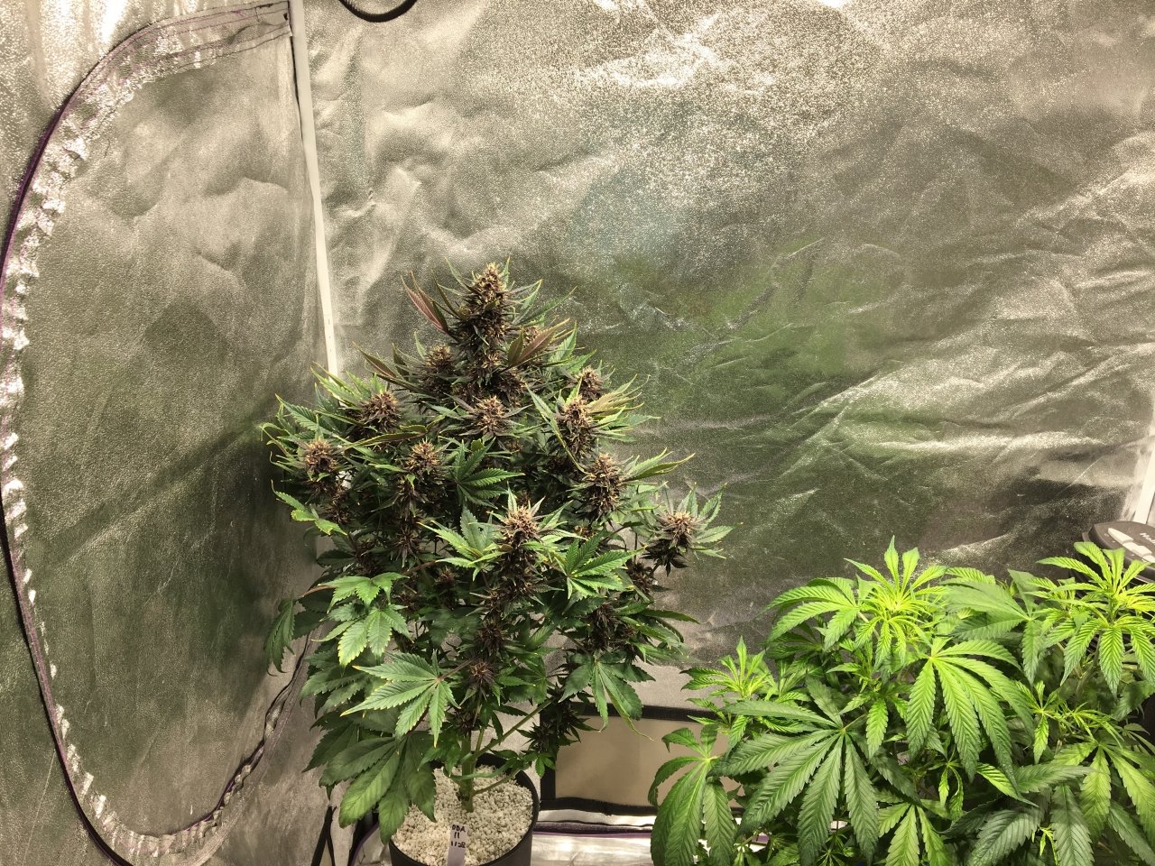 Dark Devil Auto 11all alone in her corner