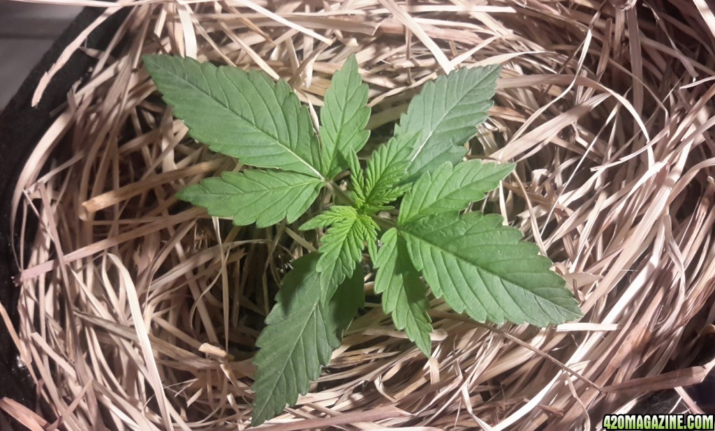 Dark Devil Auto (2)- Day 10