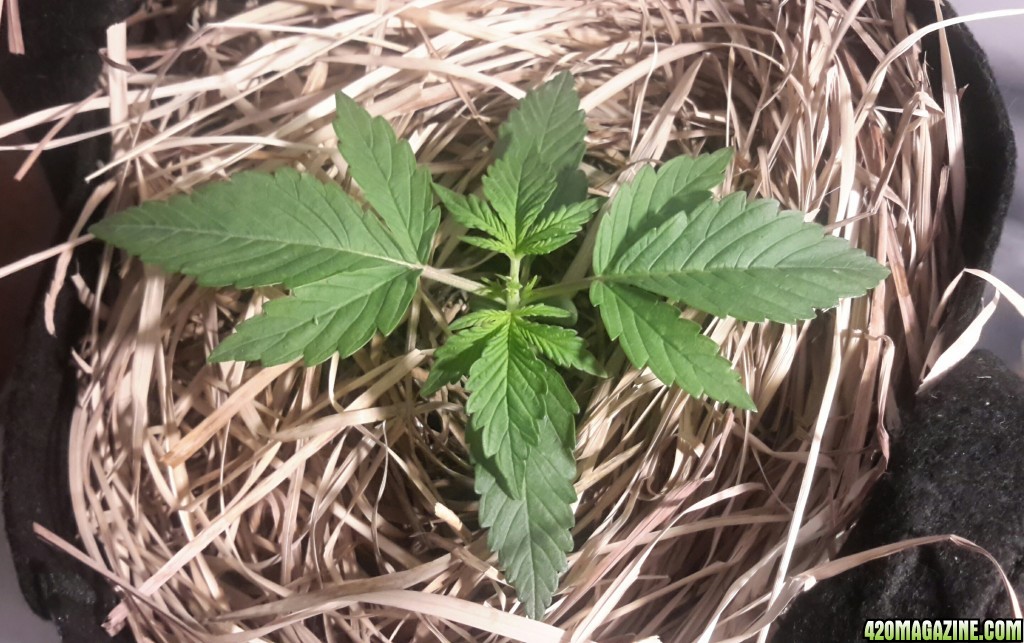 Dark Devil Auto (2)- Day 11