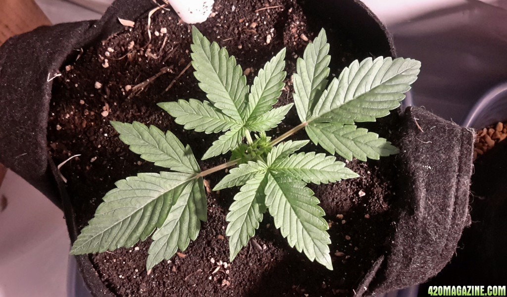 Dark Devil Auto (2)- Day 13