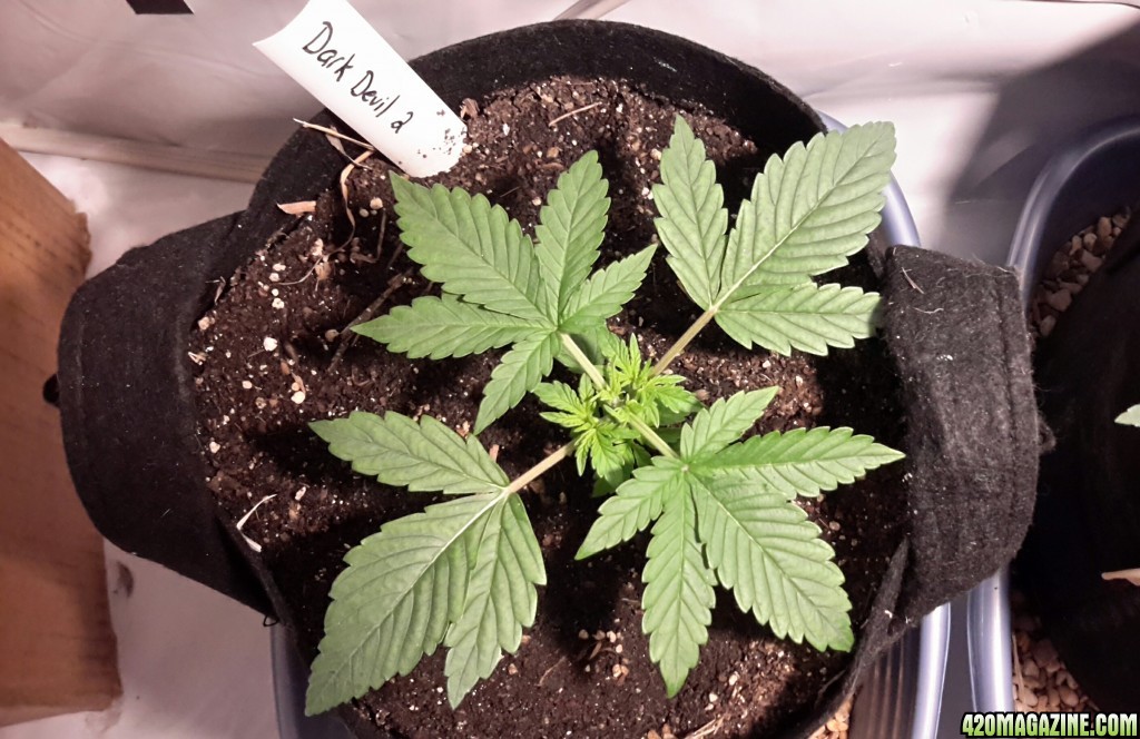 Dark Devil Auto (2)- Day 14