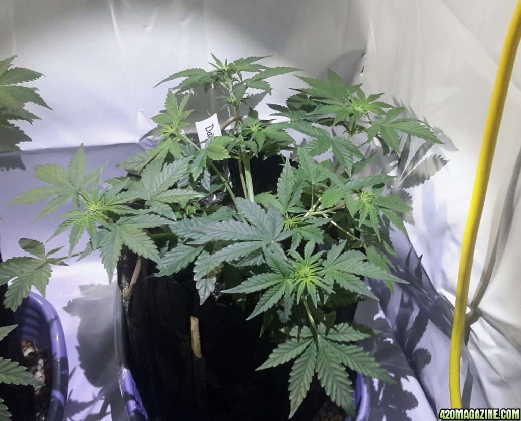 Dark Devil Auto (2) - Day 25