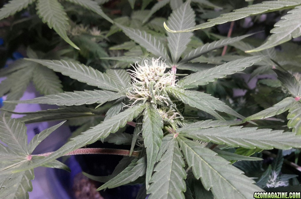 Dark Devil Auto (2) - Day 35