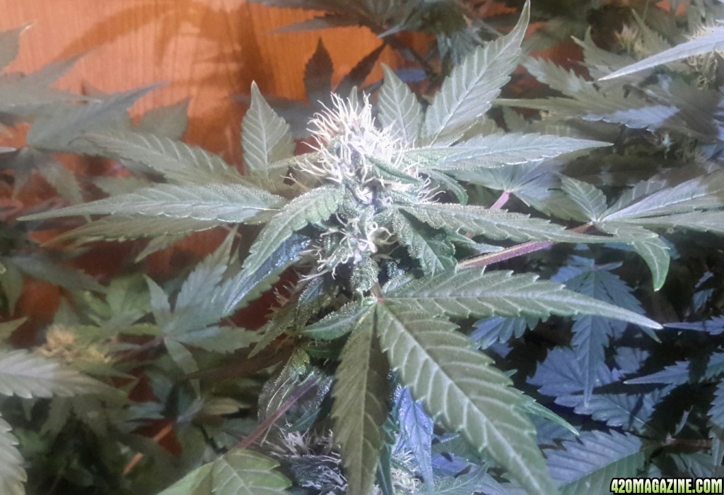 Dark Devil Auto (2) - Day 42