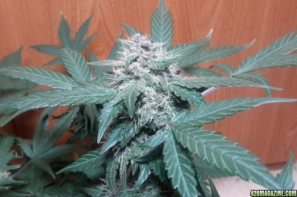 Dark Devil Auto (2) - Day 51