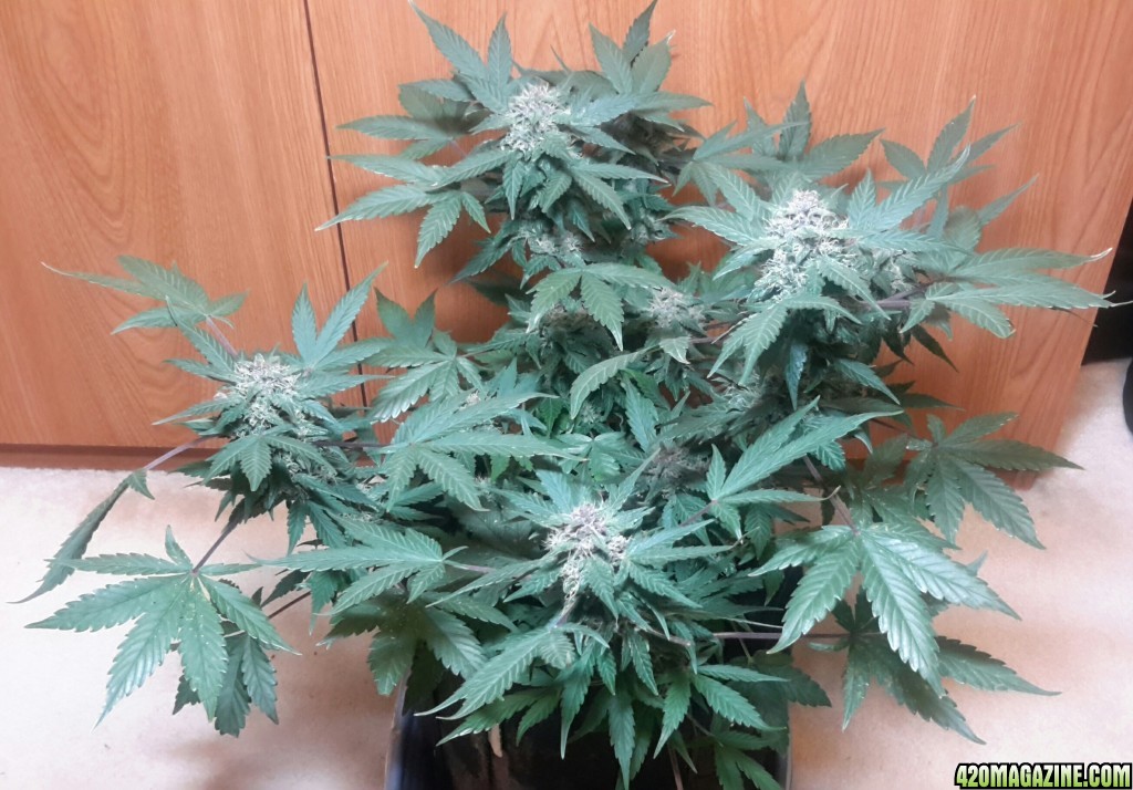 Dark Devil Auto (2) - Day 53