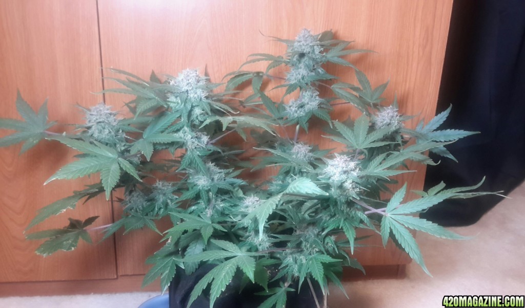 Dark Devil Auto (2)- Day 56