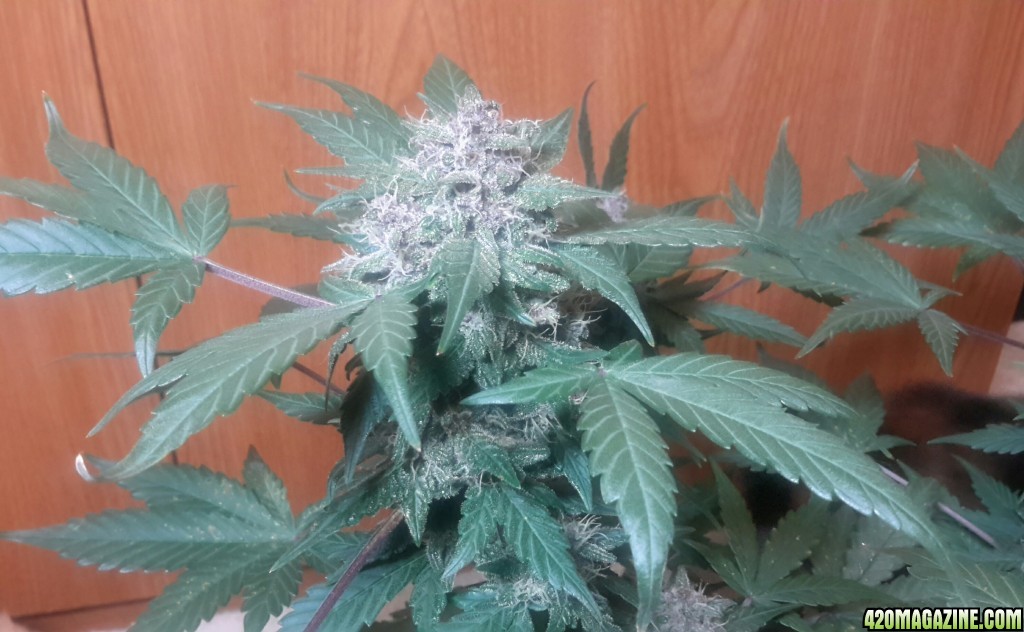 Dark Devil Auto (2) - Day 56