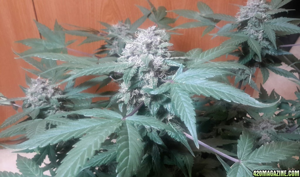 Dark Devil Auto (2) - Day 56