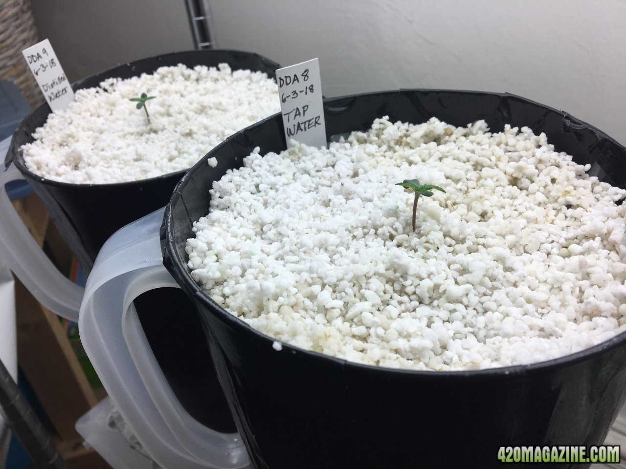 Dark Devil Auto 8 & 9 (Day 4)