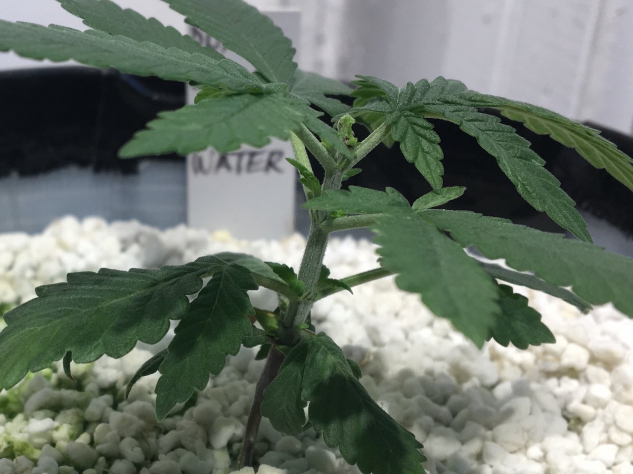 Dark Devil Auto 8 (Day 25)