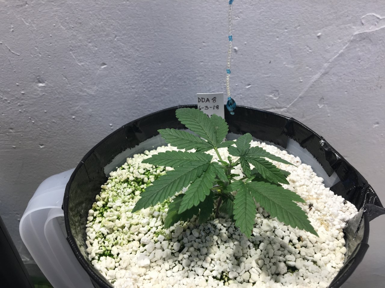 Dark Devil Auto 8 (Day 26)