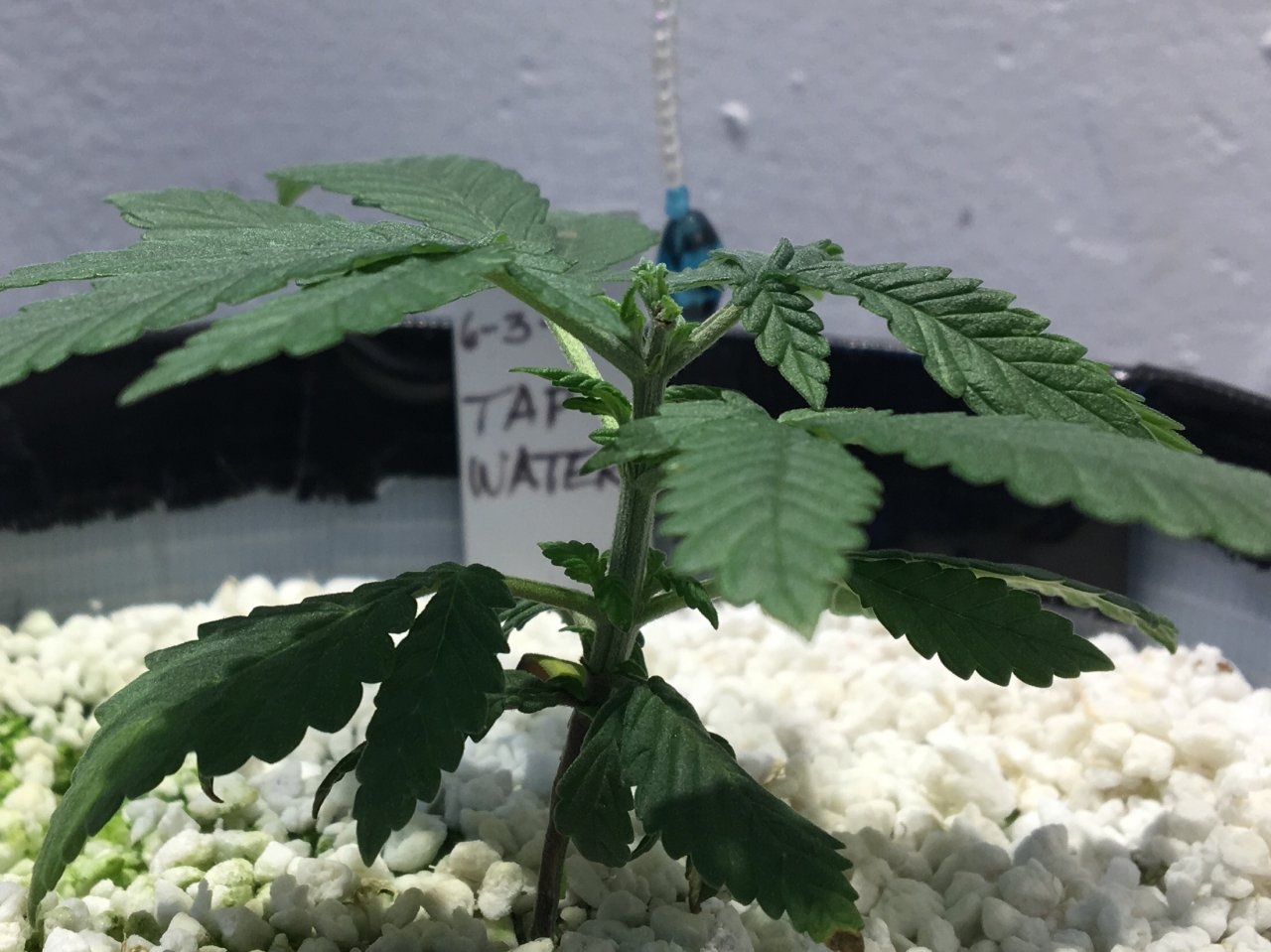 Dark Devil Auto 8 (Day 26)