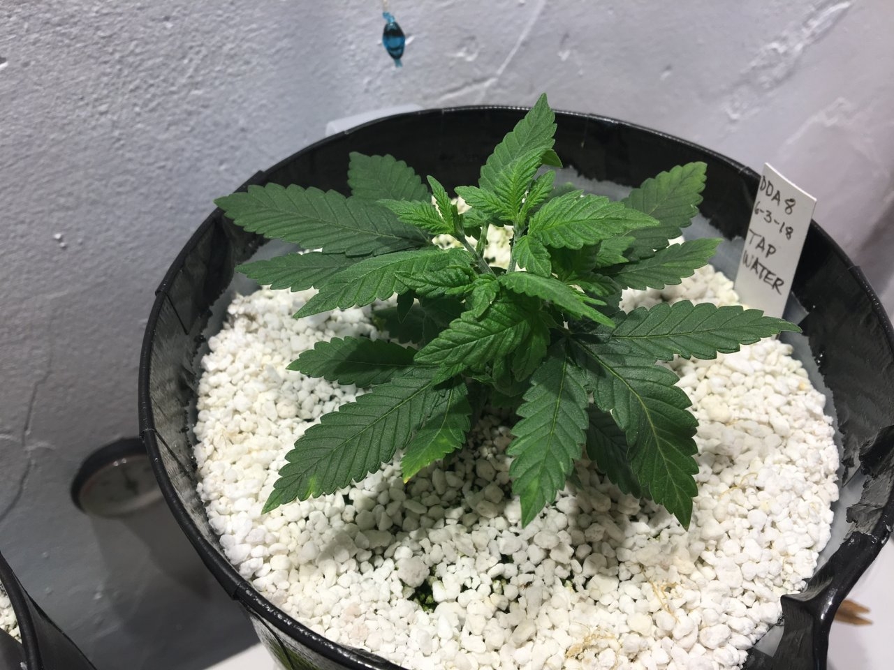 Dark Devil Auto 8 (Day 33)