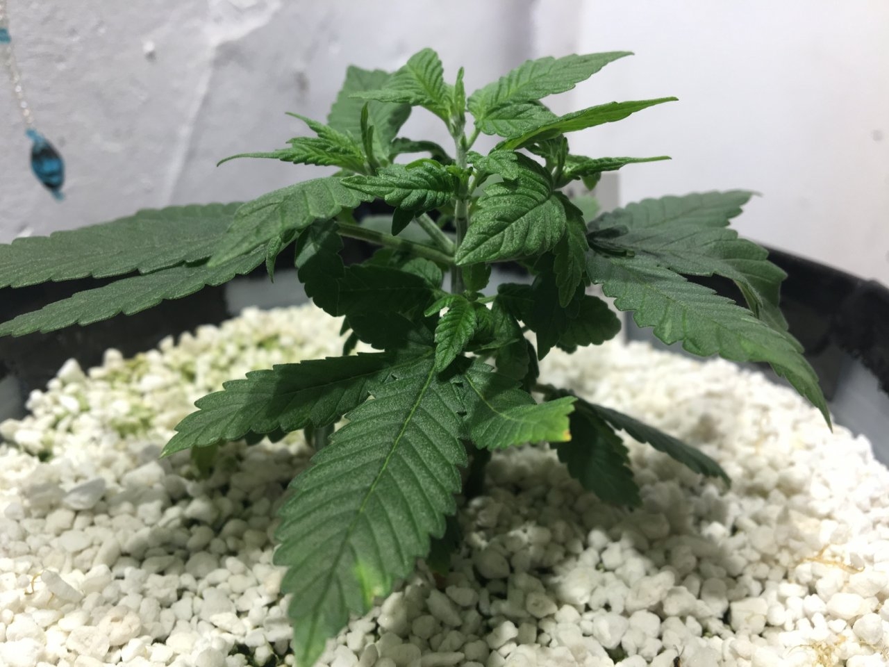 Dark Devil Auto 8 (Day 33)