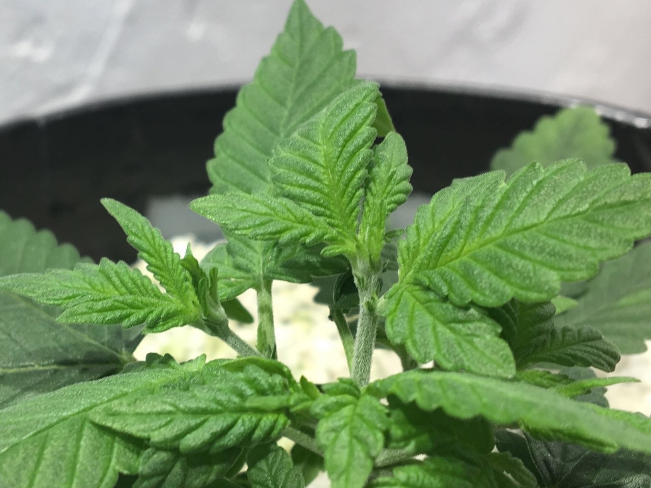 Dark Devil Auto 8 (Day 33)