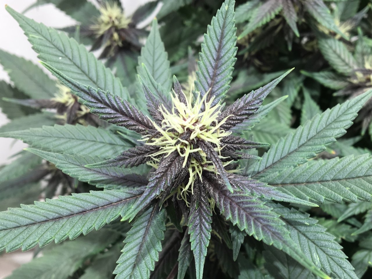 Dark Devil Auto 8 (Day 33)