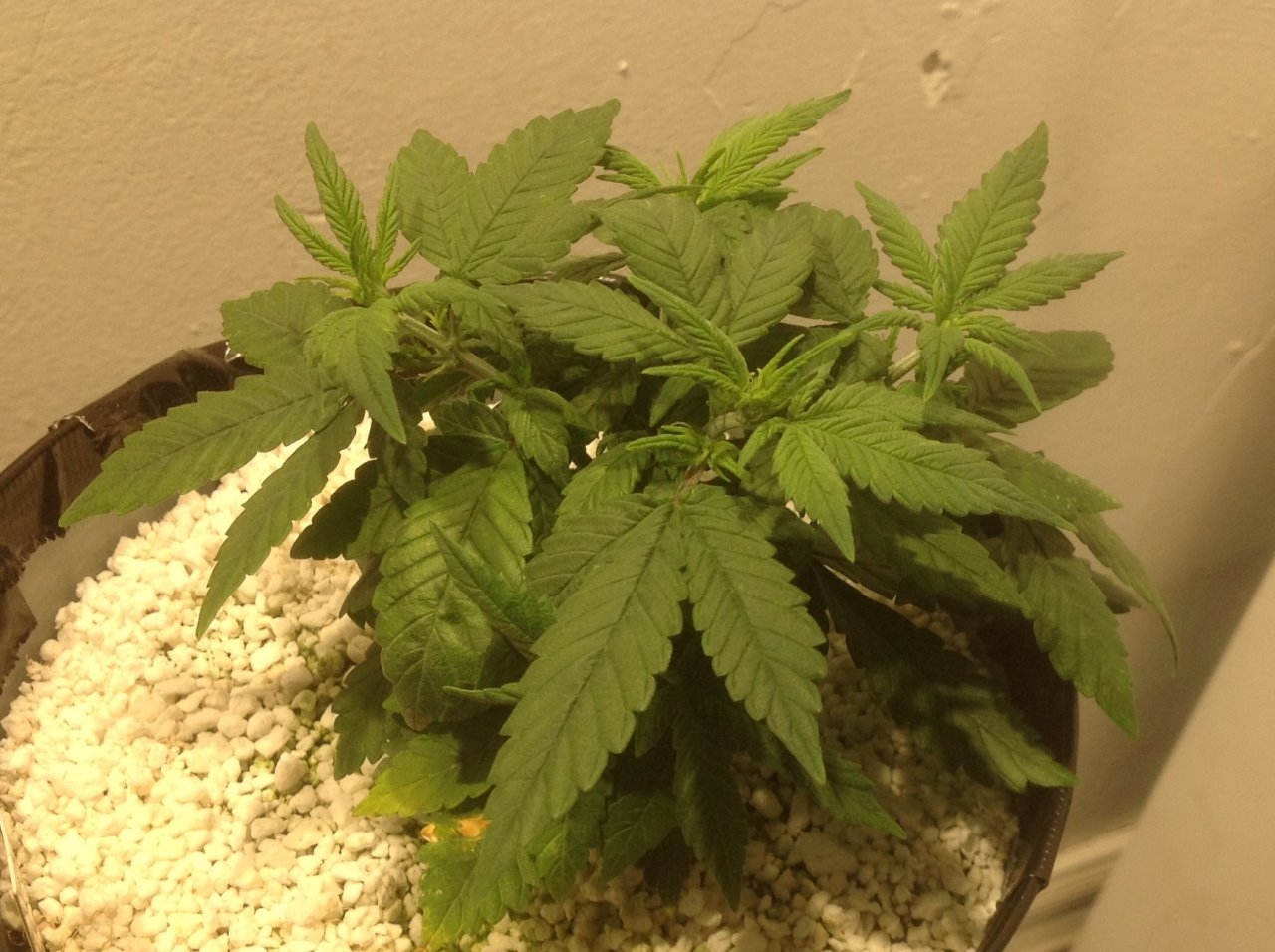 Dark Devil Auto 8 (Day 42)