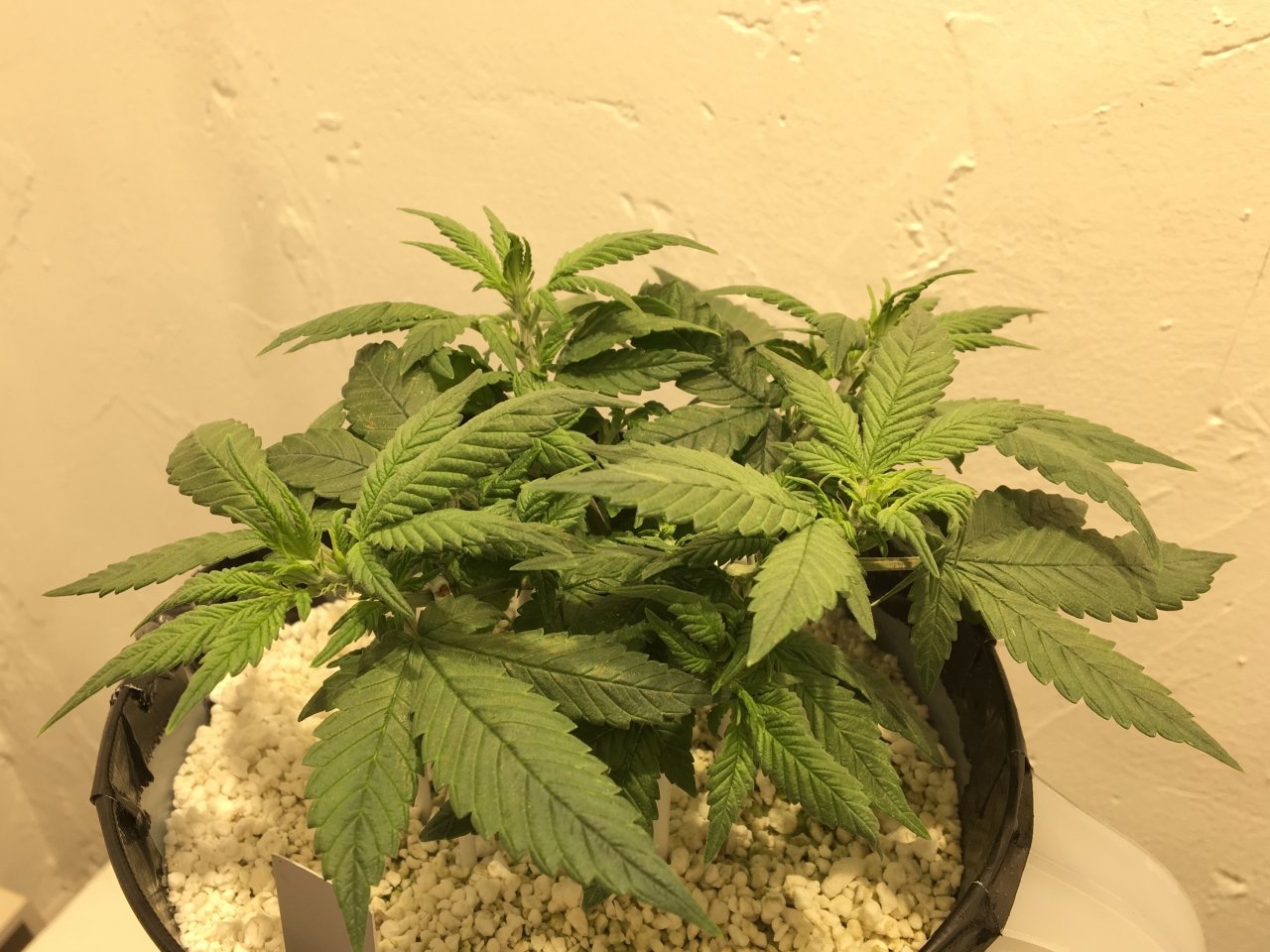 Dark Devil Auto 8 (Day 47)