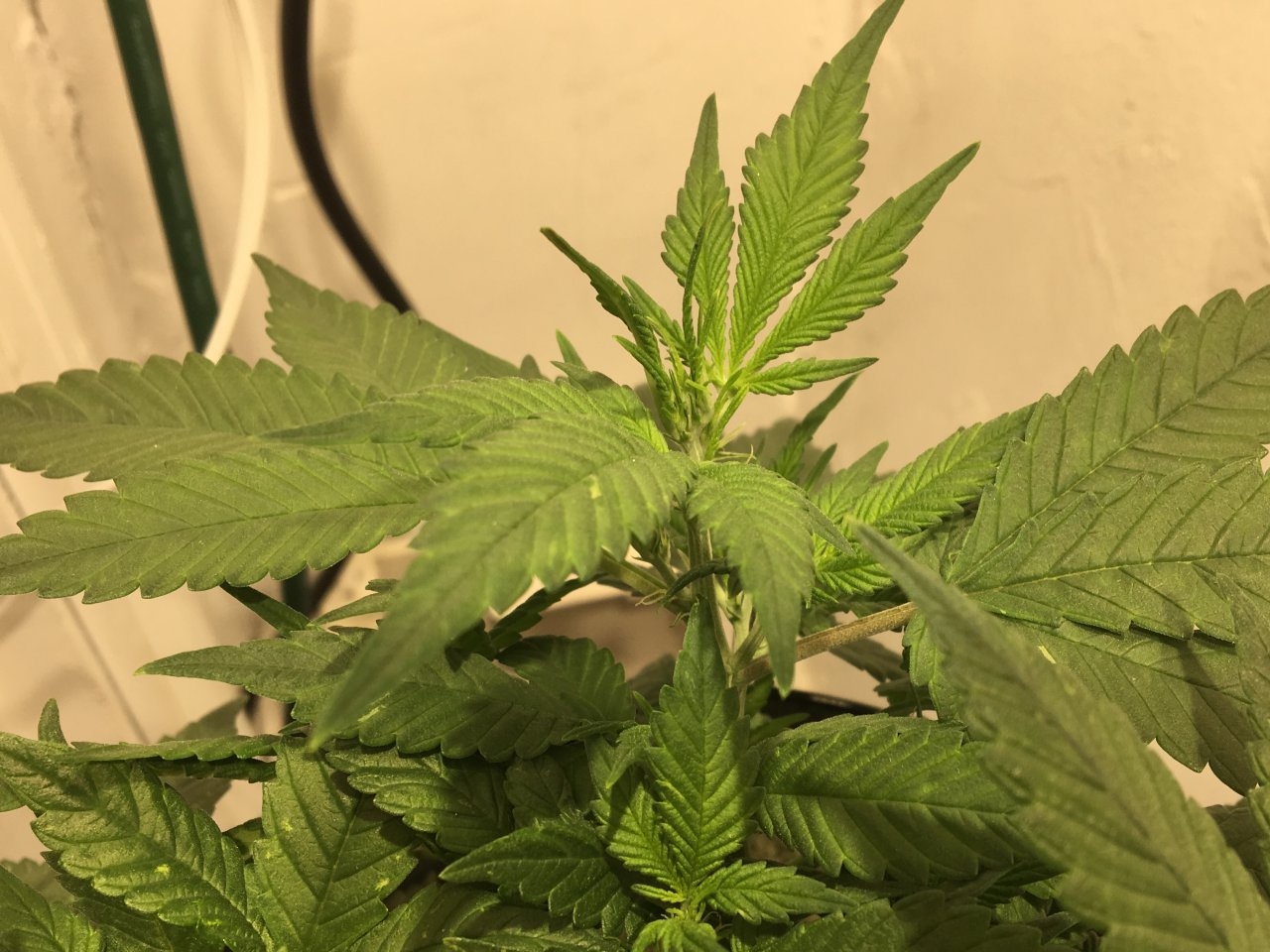 Dark Devil Auto 8 (Day 54)