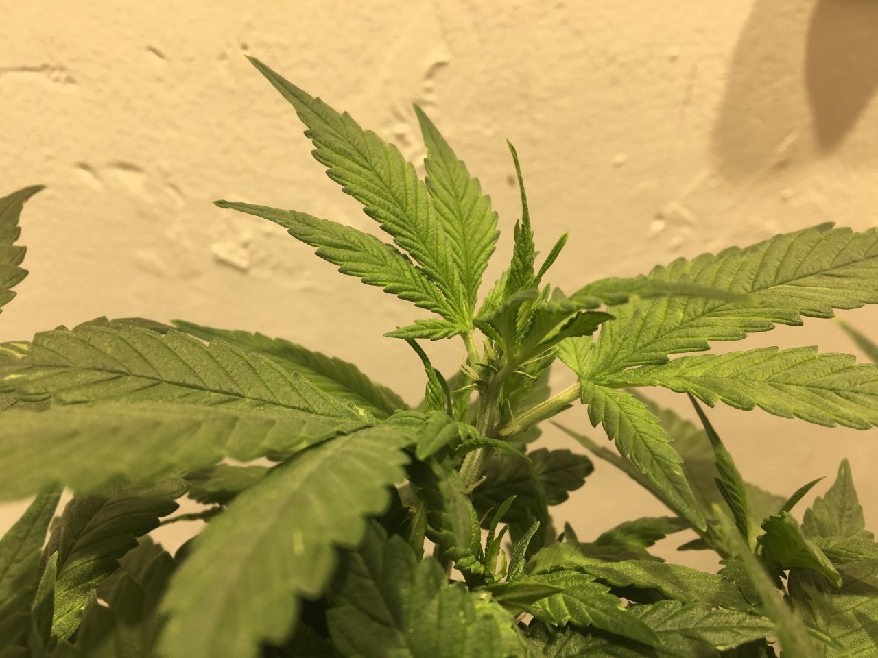 Dark Devil Auto 8 (Day 54)