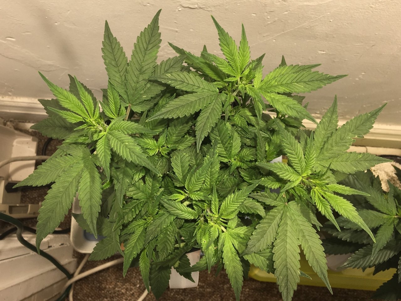 Dark Devil Auto 8 (Day 54)