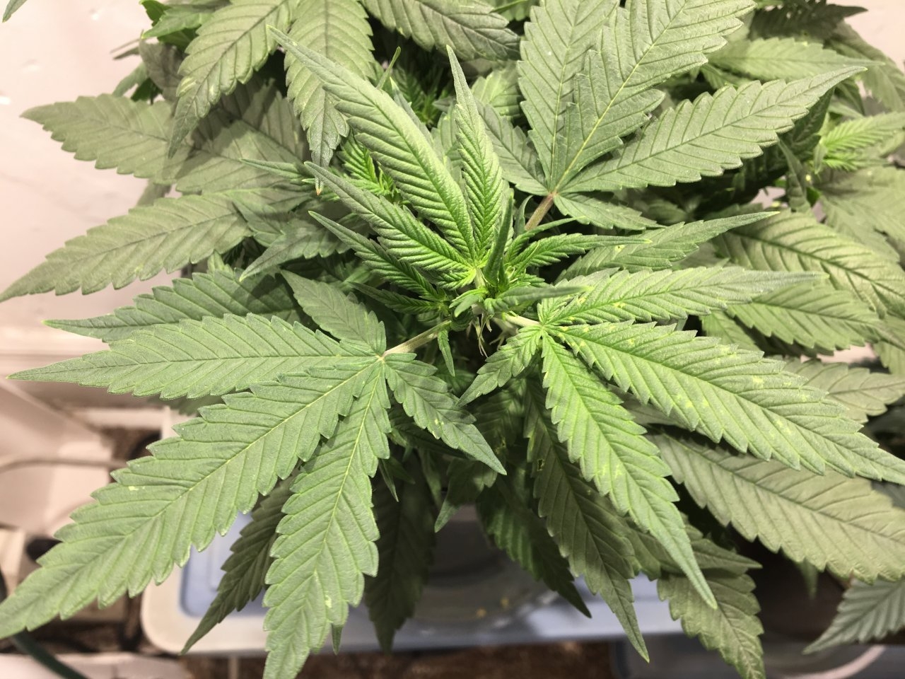 Dark Devil Auto 8 (Day 57, flip + 16)