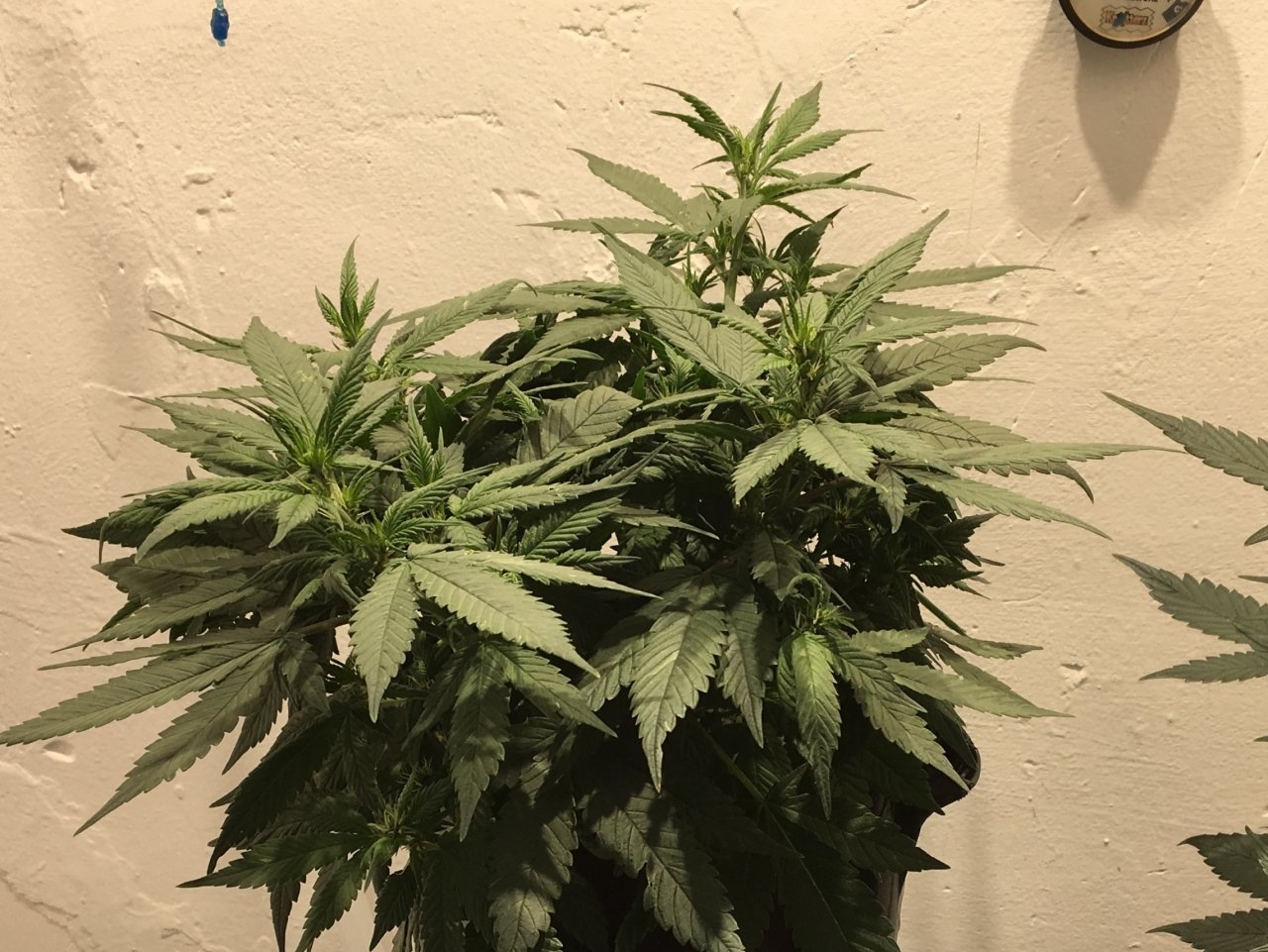 Dark Devil Auto 8 (Day 61)