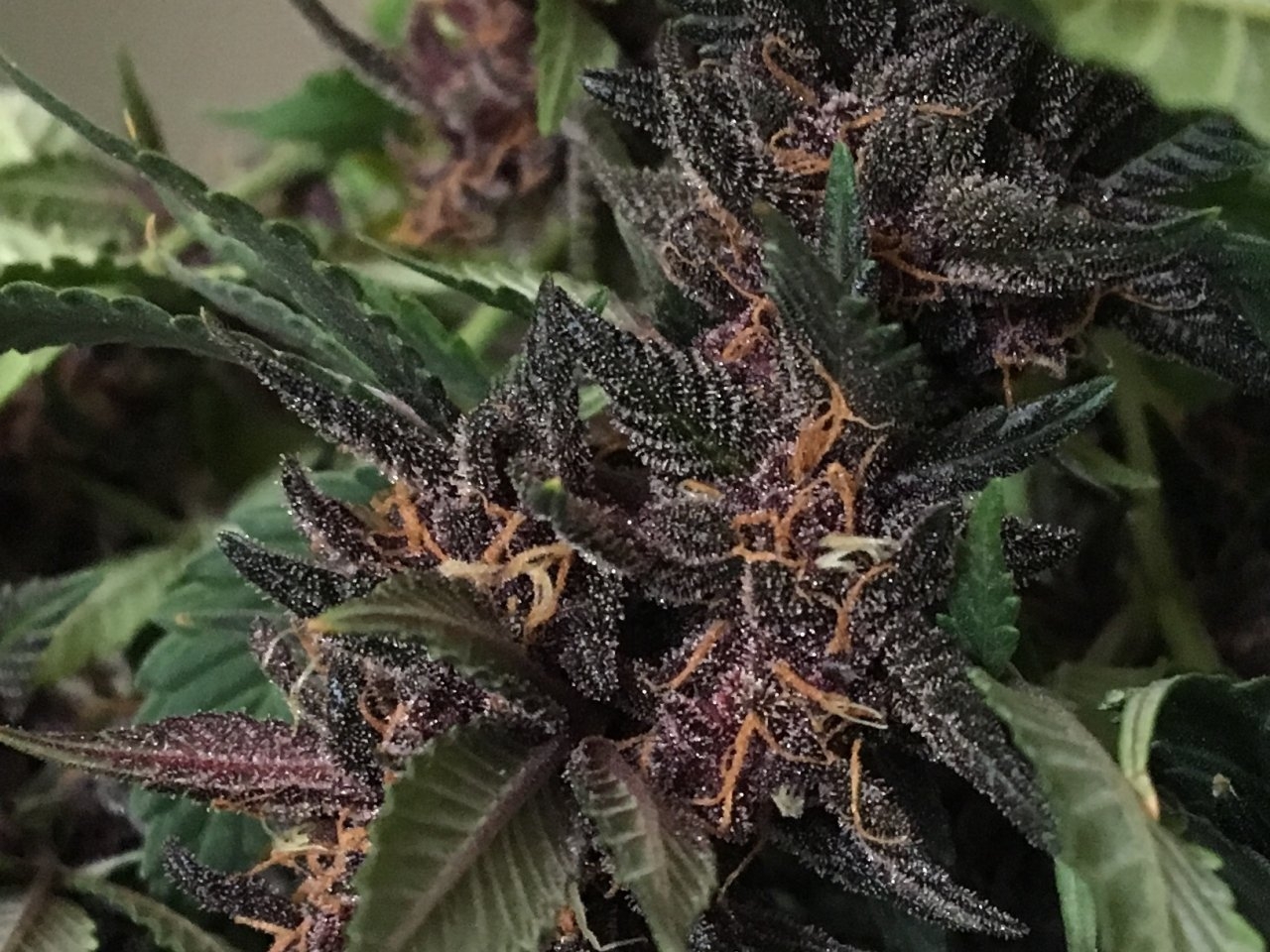 Dark Devil Auto 8