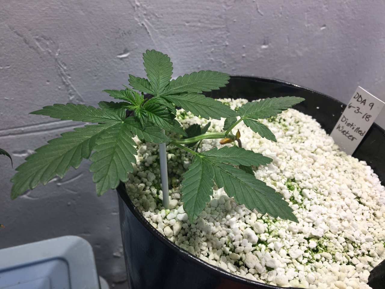 Dark Devil Auto 9 (Day 26)