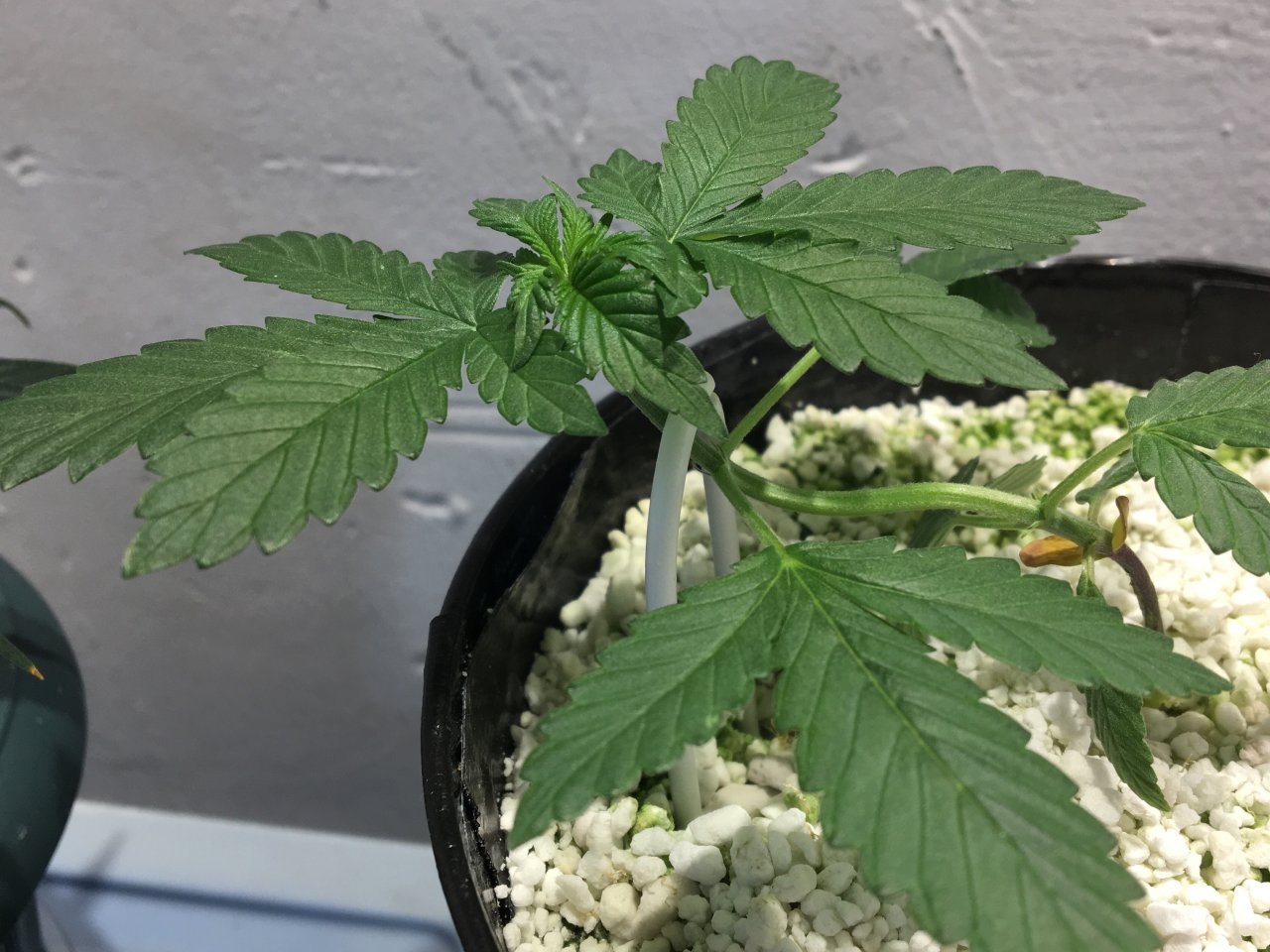 Dark Devil Auto 9 (Day 26)