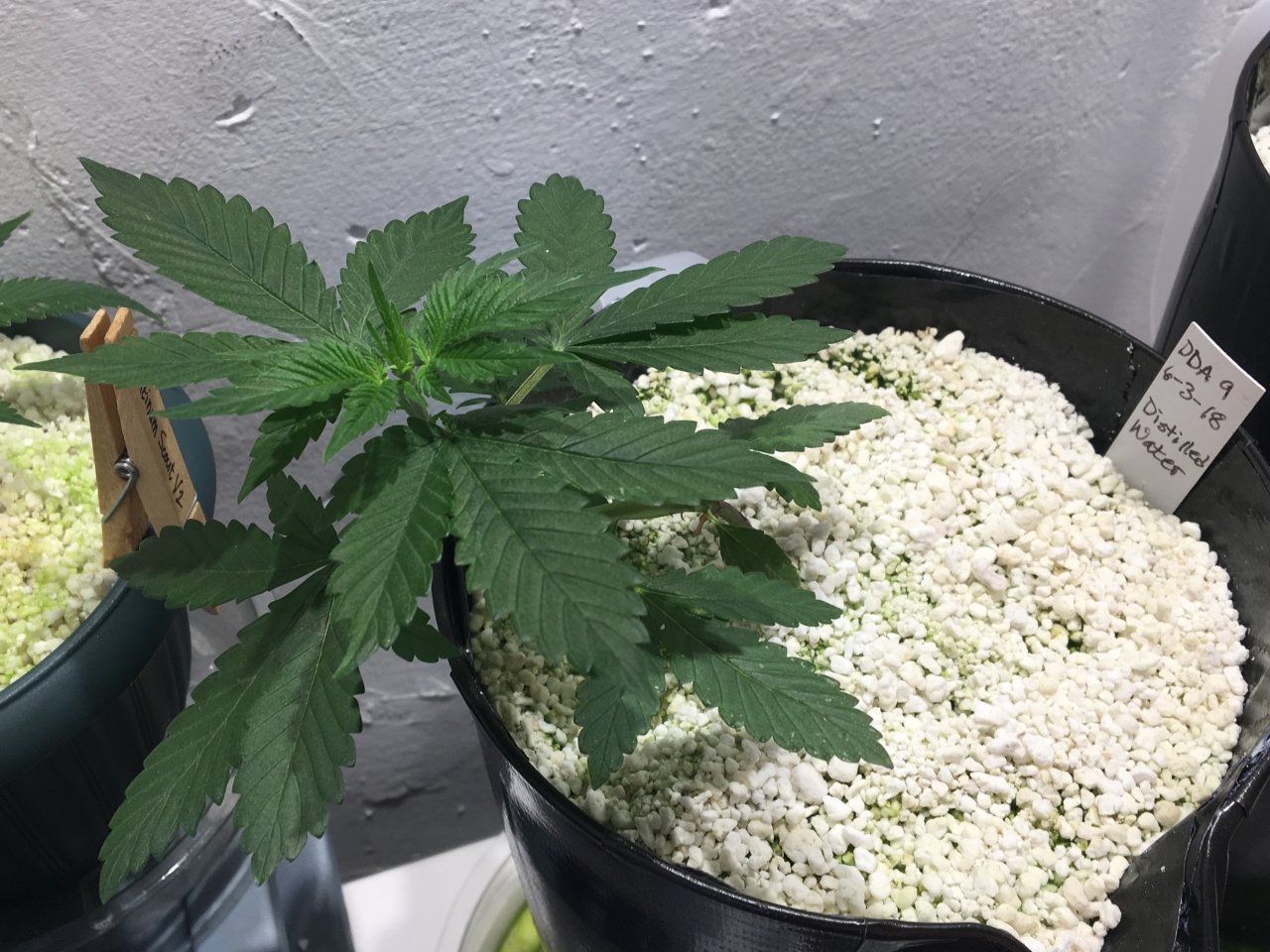 Dark Devil Auto 9 (Day 33)