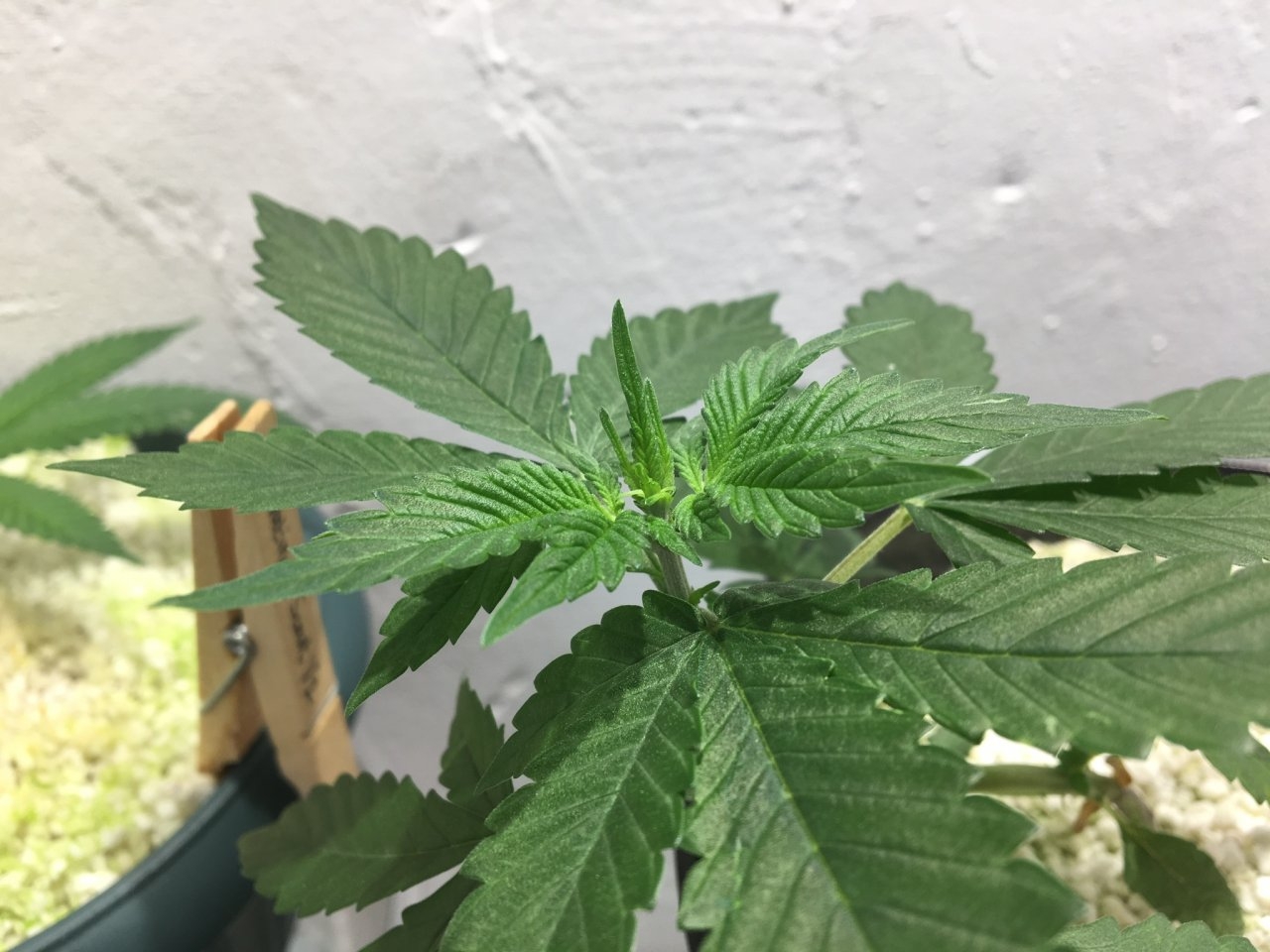 Dark Devil Auto 9 (Day 33)