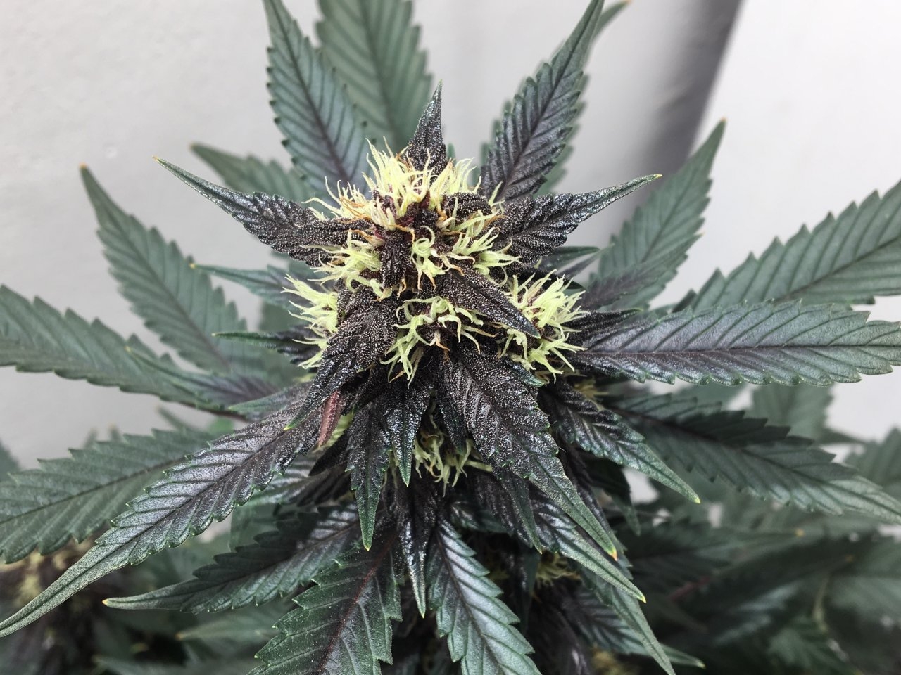 Dark Devil Auto 9 (Day 33)