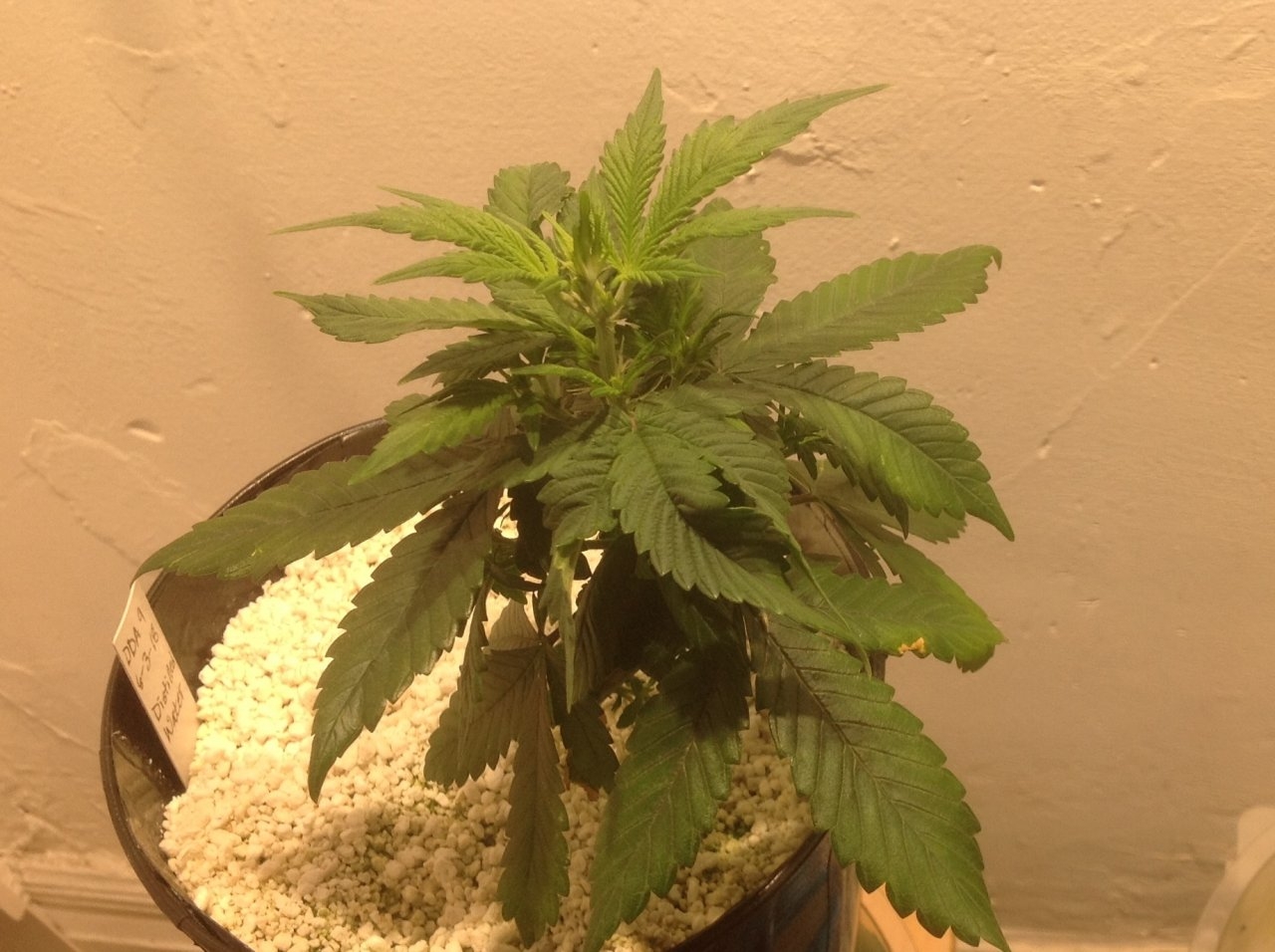 Dark Devil Auto 9 (Day 42)