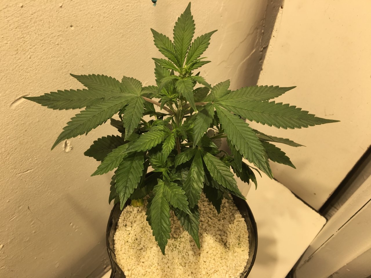 Dark Devil Auto 9 (Day 47)