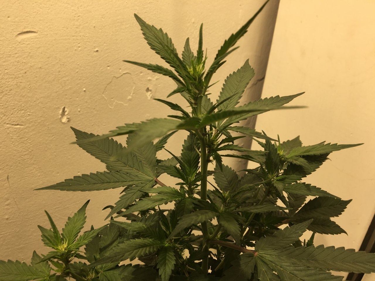 Dark Devil Auto 9 (Day 54)